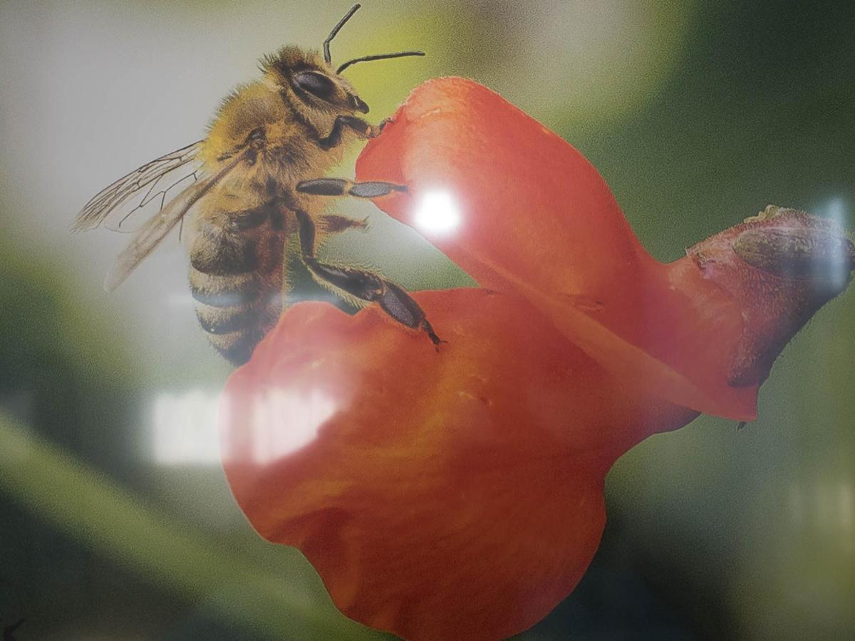 16Lilien Apartmentwohnung Gartenblick Waiblingen  Bagian luar foto
